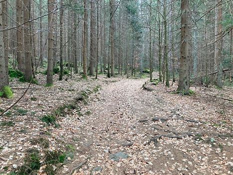 Gut begehbare Wege im Wald ganz in der Nähe 